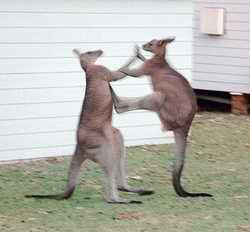 Fighting Kangaroo