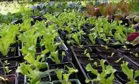 seedlings for sale