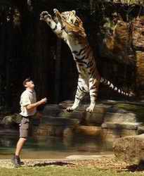 pouncing tiger